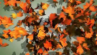 枫叶背景视频素材视频的预览图